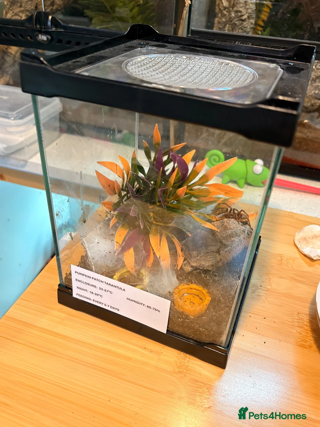 Tarantulas invertebrates for sale: Chile rose pumpkin patch plus enclosures - Advert 2