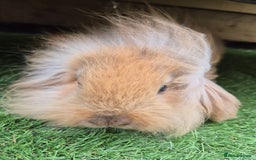 Mini Lion Lop rabbits for sale: 2 male baby lion lops  - Image 4