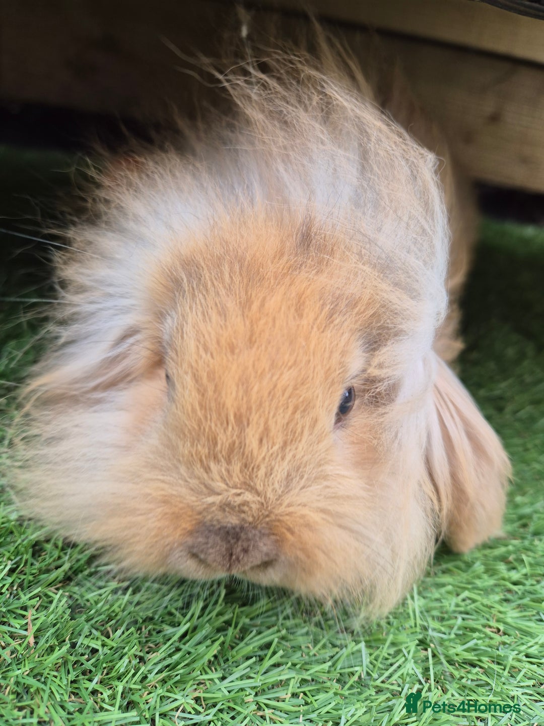 Mini Lion Lop rabbits for sale: 2 male baby lion lops  - Image 4