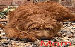 Labradoodle dogs for sale: Labradoodle Fox Red ❤️💞❤️Health check - Image 10