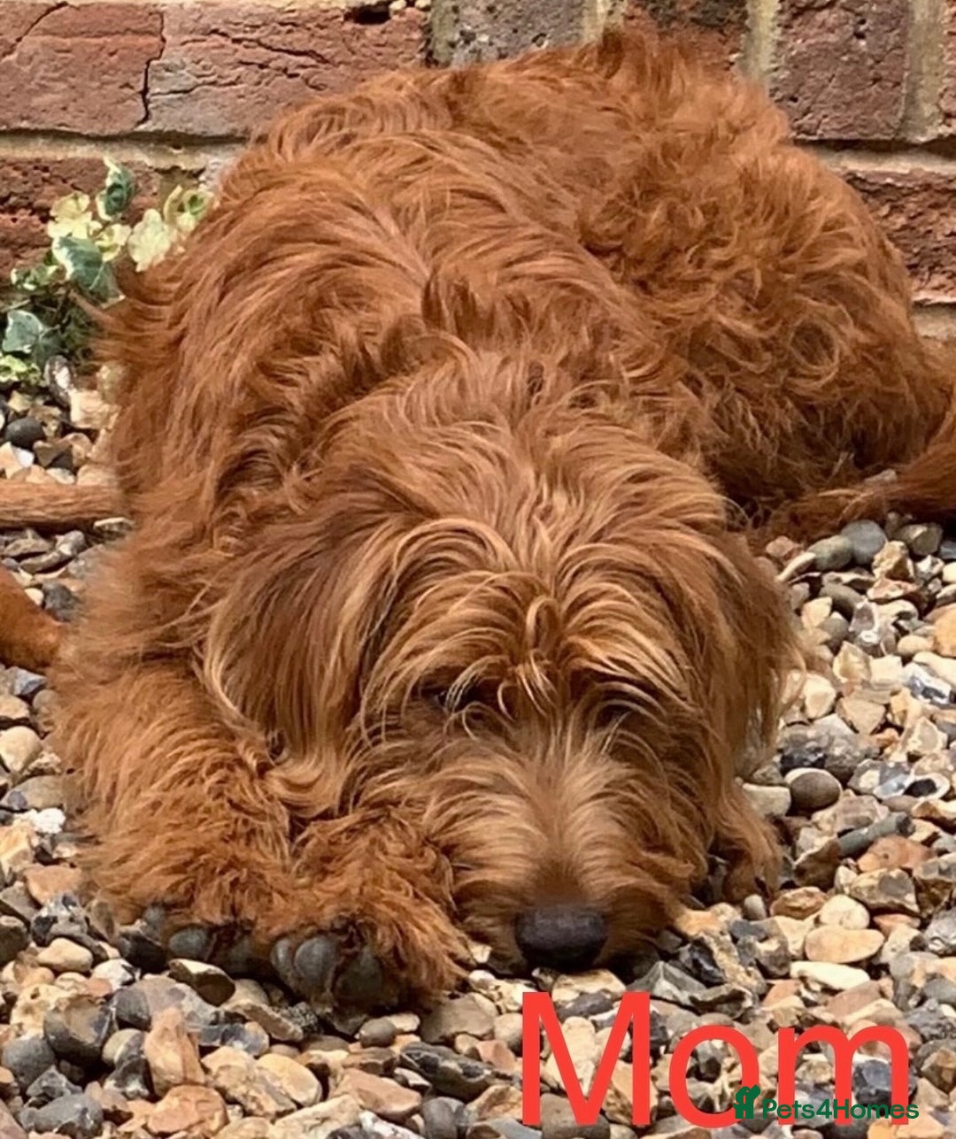 Labradoodle dogs for sale: Labradoodle Fox Red ❤️💞❤️Health check - Image 10