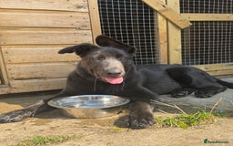 German Shepherd dogs for sale: Male German shepherd puppy  - Image 3