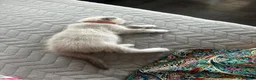 Scottish Fold cats for sale: Scottish fold and British shorthair kittens in Slough - Advert 3