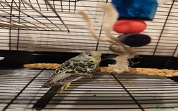 Budgerigars birds for sale: Budgie, Cage, Accessories, Food - Image 1