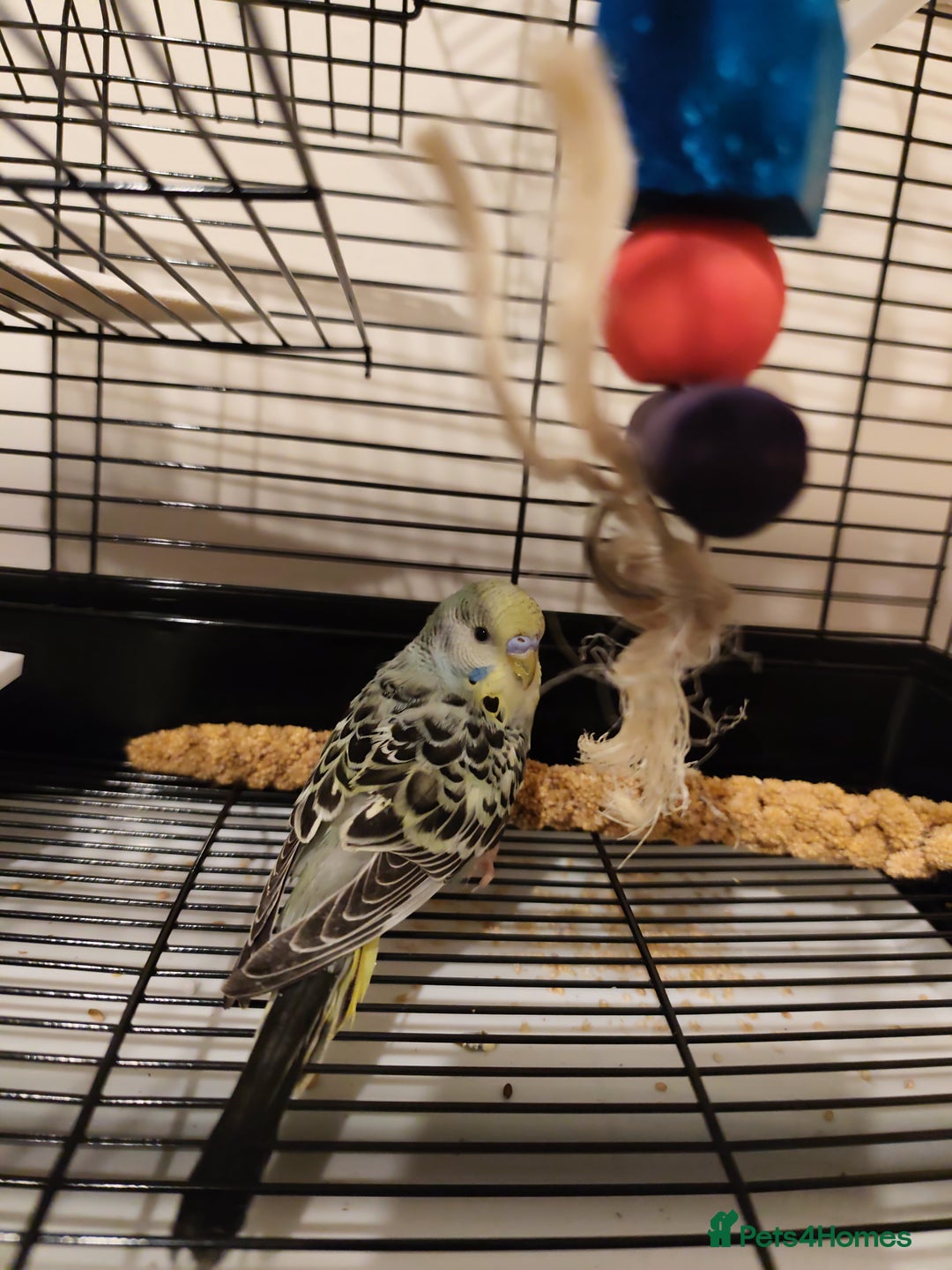 Budgerigars birds for sale: Budgie, Cage, Accessories, Food - Image 1