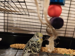 Budgerigars birds - Advert 3