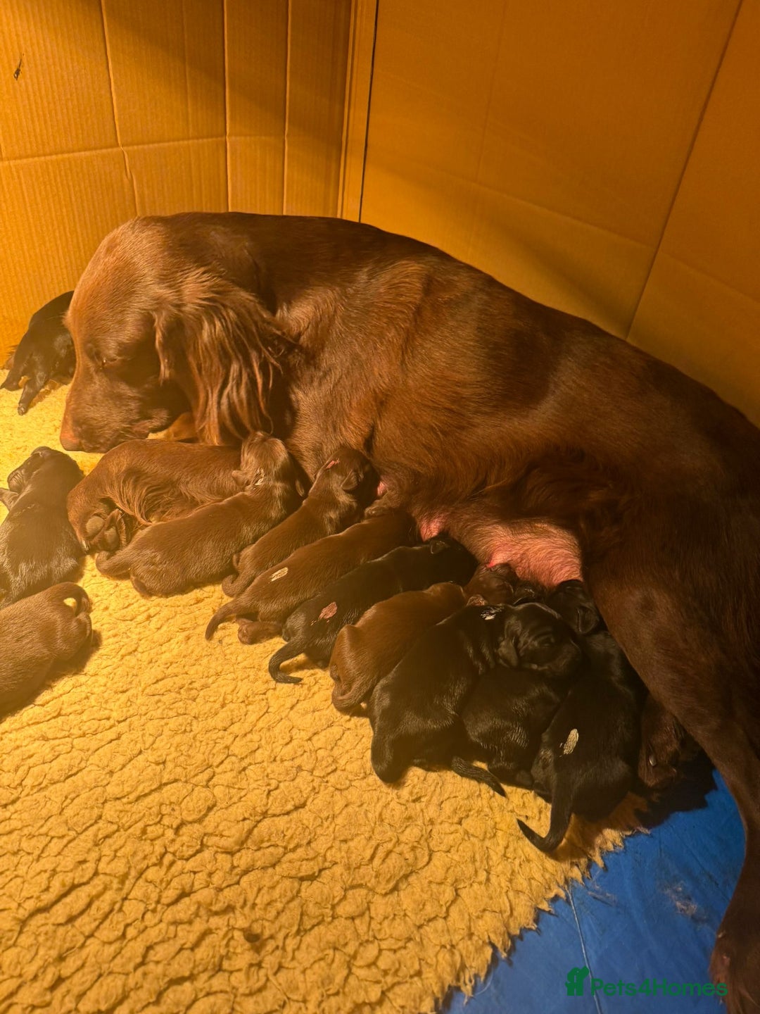 Flat coated Retriever dogs for sale: Stunning KC Reg Flatcoat Retriever puppies - Advert 1