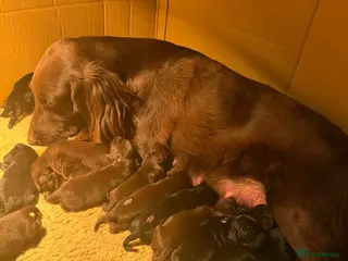 Flat coated Retriever dogs Stunning KC Reg Flatcoat Retriever puppies - Advert 2