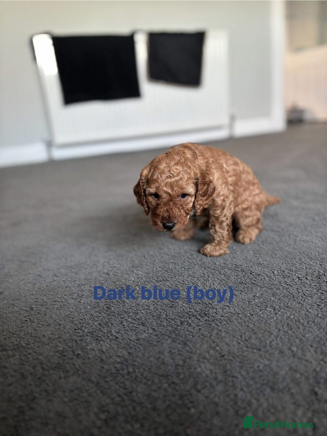 Cockapoo dogs for sale: Beautiful cockapoo puppies  - Advert 3