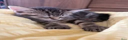 Domestic Shorthair cats for sale: 3 pretty little kittens *1 Male*2 Female* - Advert 11
