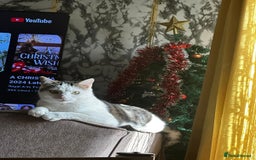 Bengal cats for sale: Beautiful kitten for sale  - Image 2