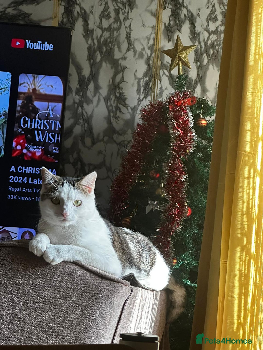 Bengal cats for sale: Beautiful kitten for sale  - Image 2
