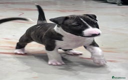 English Bull Terrier dogs for sale: Puppies Available  - Image 15