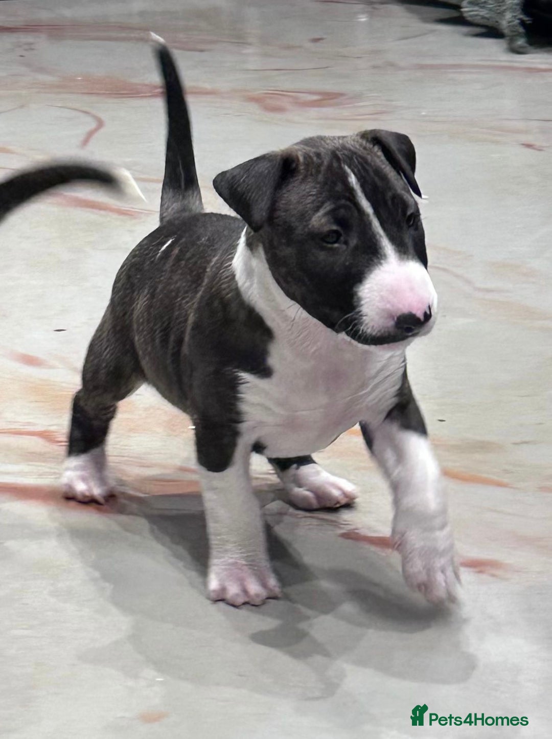 English Bull Terrier dogs for sale: Puppies Available  - Image 15