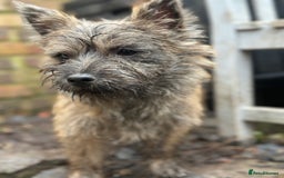 Cairn Terrier dogs for sale: Female Cairn Looking For New Home - Advert 2