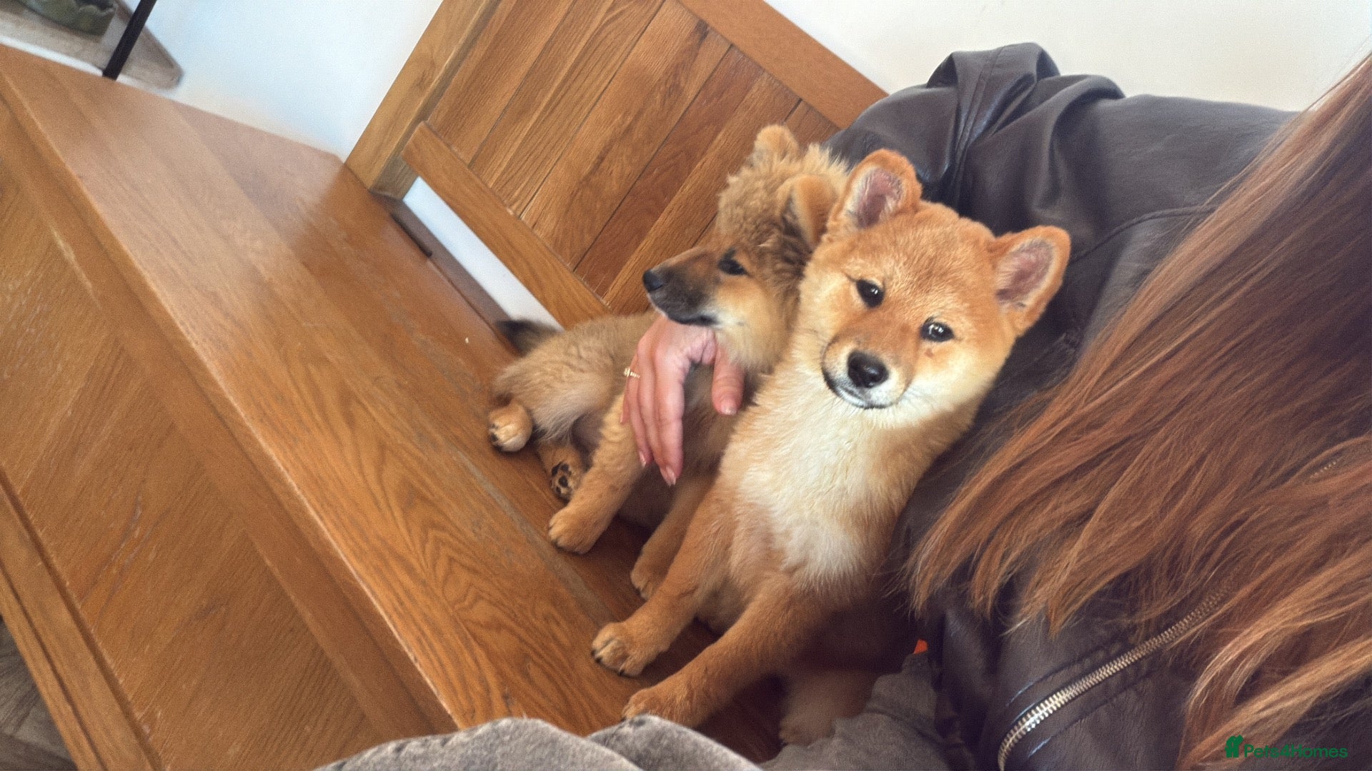 Japanese Shiba Inu dogs Last shiba girl , parents health tested  - Advert 1