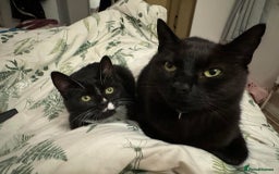 Domestic Shorthair cats for sale: Rehoming my cat - Image 1