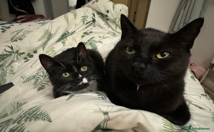 Domestic Shorthair cats - Advert 5
