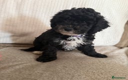 Cockapoo dogs for sale: 🐾ready to leave  black and white cockapoo - Image 1