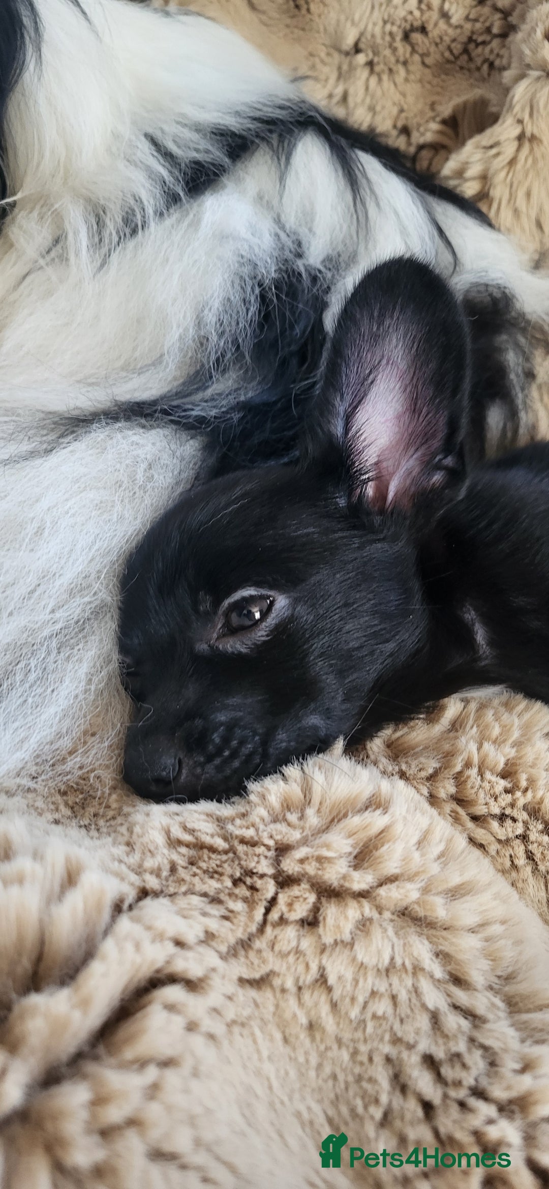 Mixed Breed dogs for sale:  Reserved Boy Small Male Papillon Cross Chihuahua  - Image 11