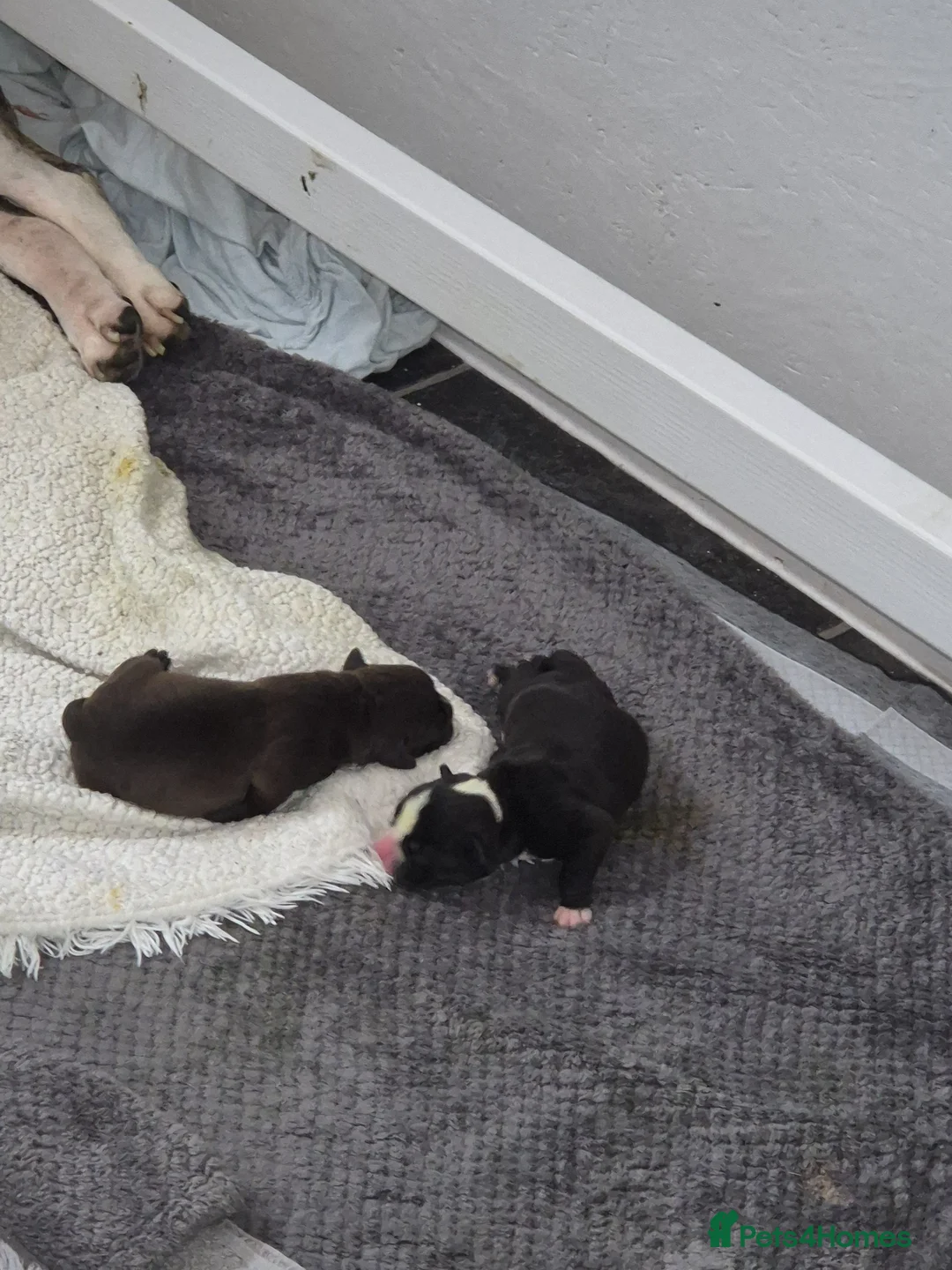 Mixed Breed dogs for sale: 2 handsome bullweiller's left from a litter of 10 - Advert 1