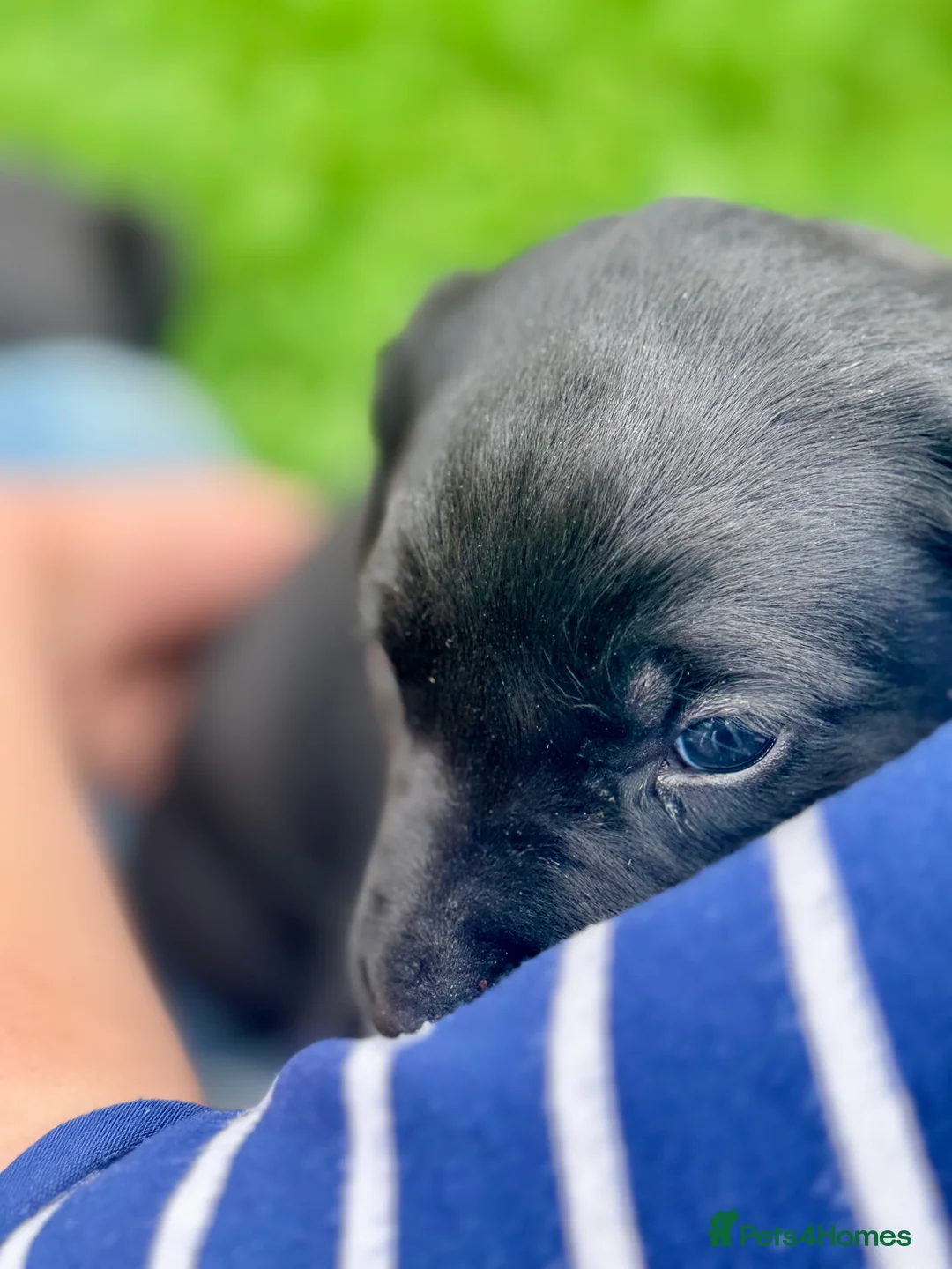 Labrador Retriever dogs for sale: Black working labradors new forest  - Advert 1