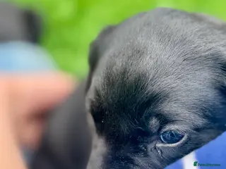 Labrador Retriever dogs Black working labradors new forest - Advert 1