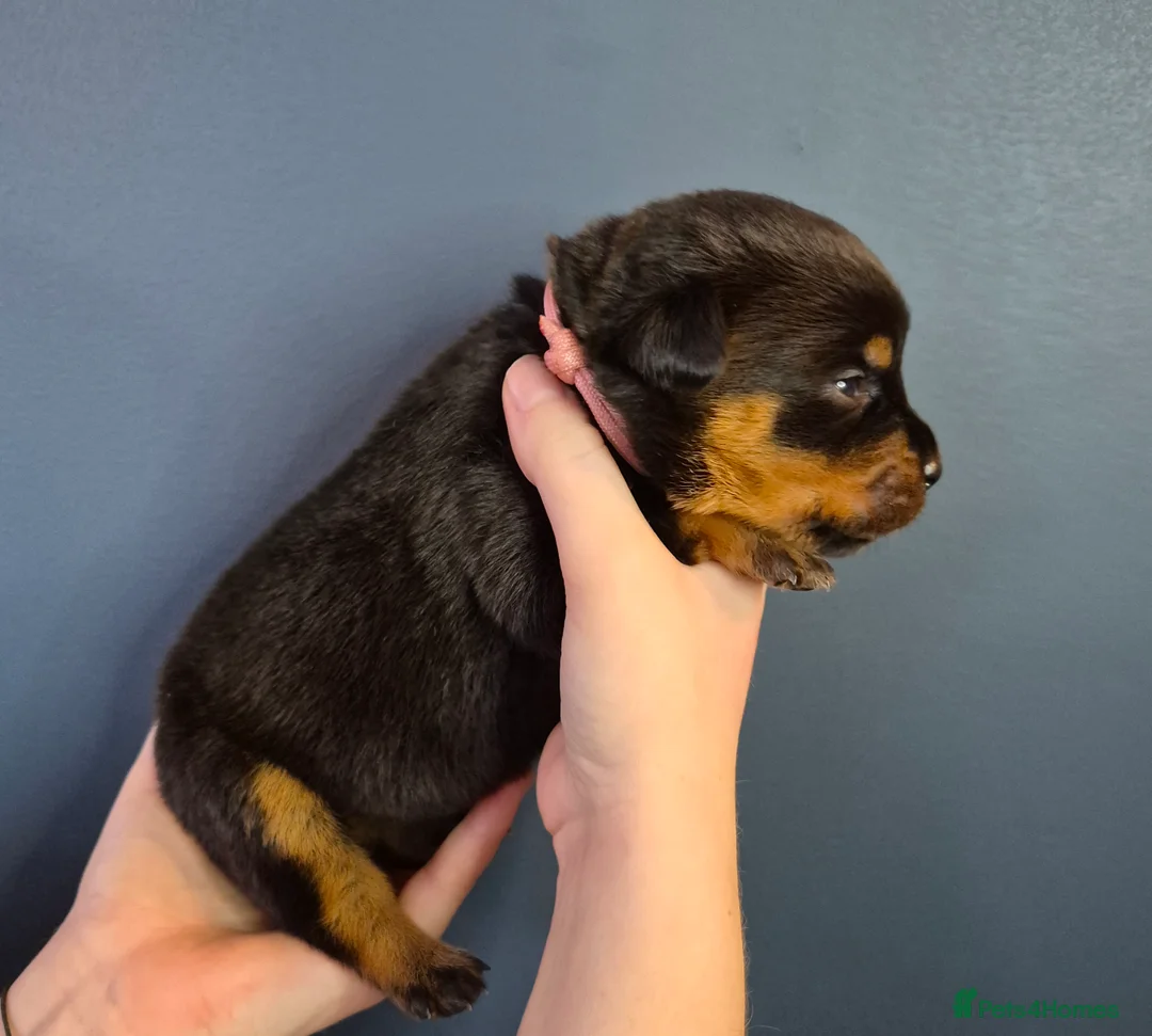 Rottweiler dogs for sale: 🩷BIG VIN GIRLS AVAILABLE🩷 - Advert 13