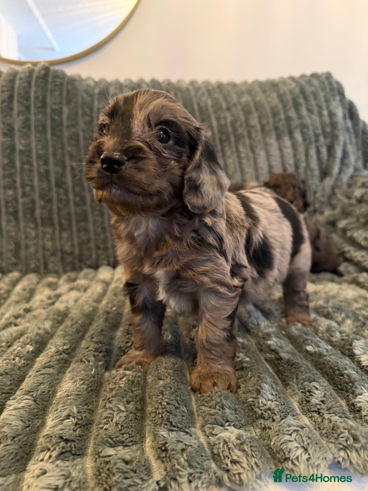 Cockapoo dogs MERLE COCKAPOO PUPPIES - Advert 1