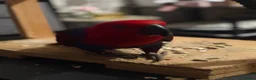 Parrots birds for sale: Eclectus female parrot  - Advert 3