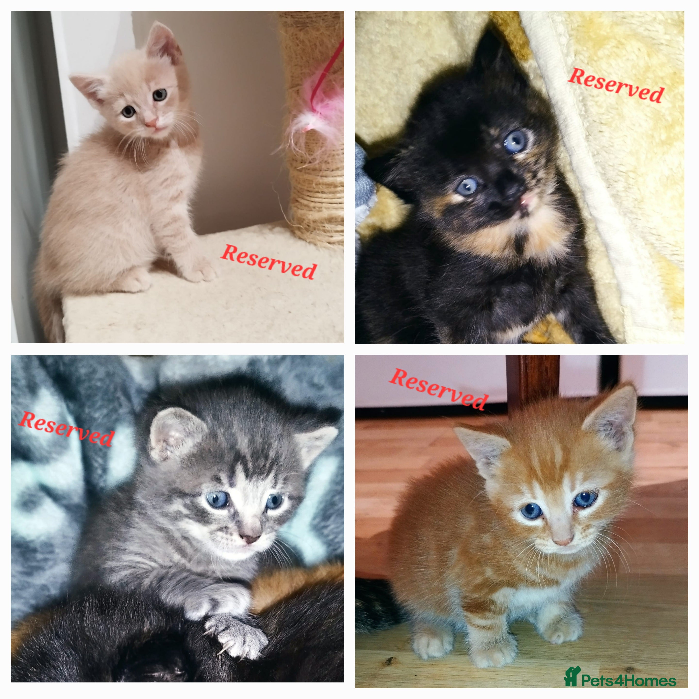 Mixed Breed cats Amazing, very beautiful kittens 3 boys, 1 girl - Advert 13