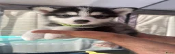 Pomsky dogs for sale: READY LAST 2 PUPPY F4  - Advert 17