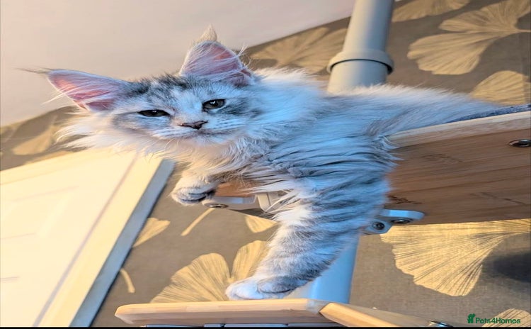 Maine Coon cats - Advert 4