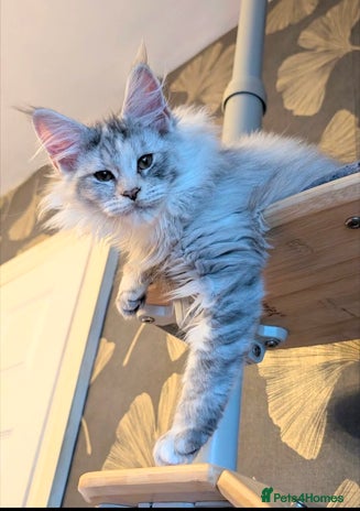 Maine Coon cats - Advert 11