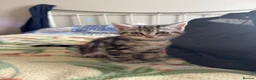 Mixed Breed cats for sale: 5 fluffy playful kittens looking for homes - Advert 8