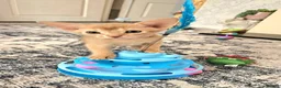 Abyssinian cats for sale: Beautiful Abyssinian Kittens  - Advert 13