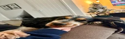 Cocker Spaniel dogs for sale:  Show Cocker Spaniel looking for a forever home in Norwich - Advert 2