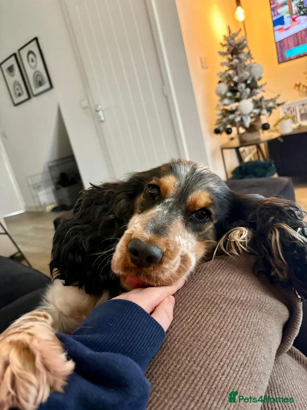 Cocker Spaniel dogs for sale:  Show Cocker Spaniel looking for a forever home in Norwich - Advert 2