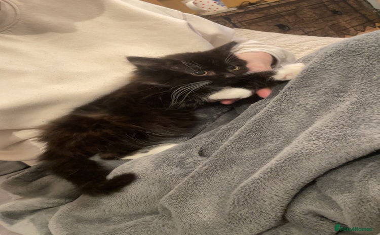 Mixed Breed cats - Advert 1