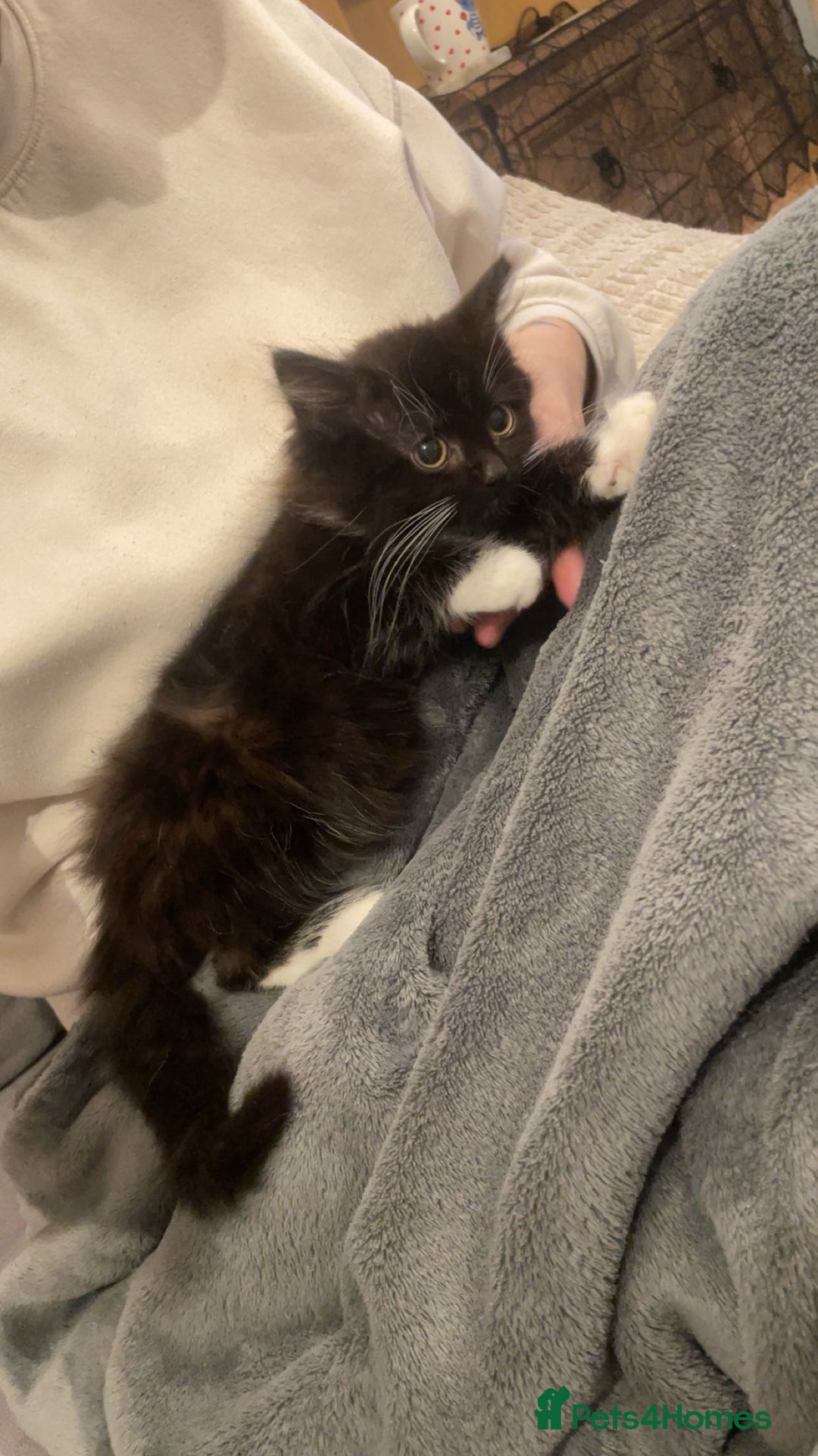 Mixed Breed cats for sale: Last baby girl - Image 1