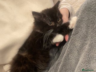 Mixed Breed cats - Advert 2