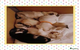 Chiweenie dogs for sale: 6 Beautiful Chiweenie Puppies *Reduced* - Advert 20