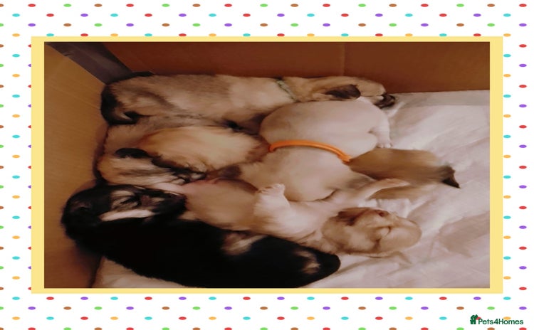 Chiweenie dogs - Advert 1
