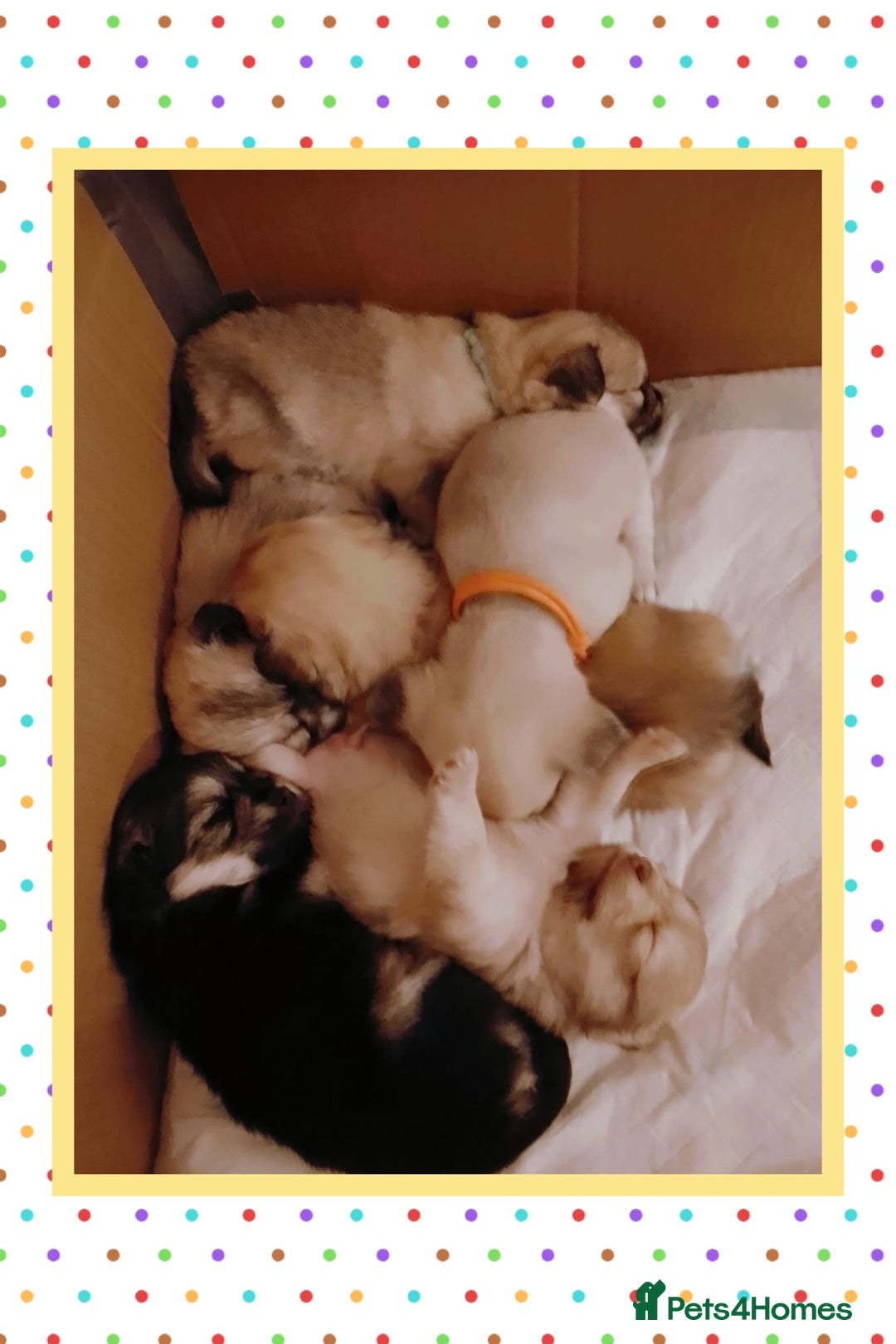 Chiweenie dogs for sale: 6 Beautiful Chiweenie Puppies *Reduced* - Advert 20