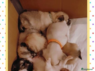 Chiweenie dogs - Advert 1