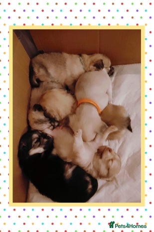 Chiweenie dogs - Advert 1