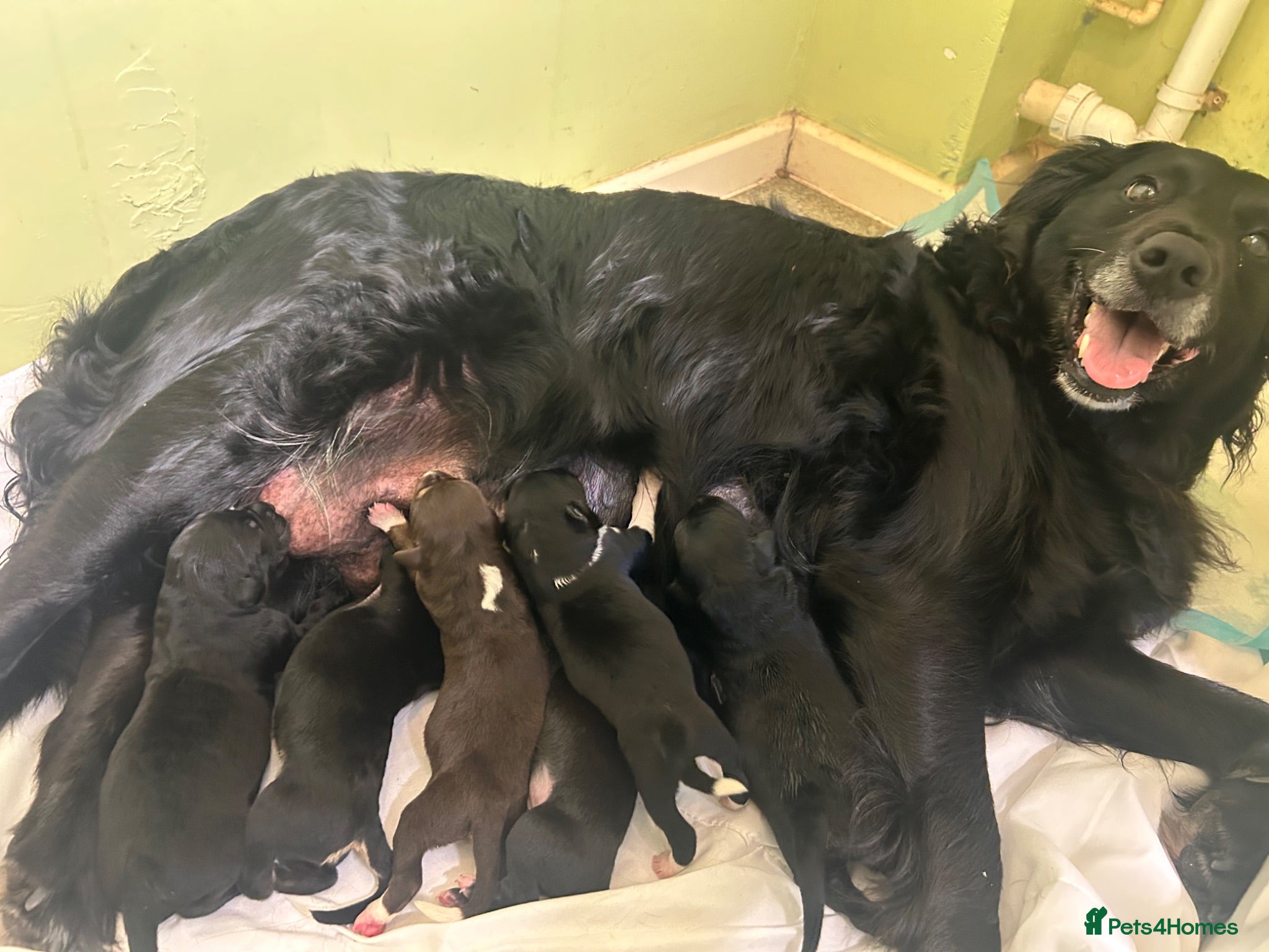 Mixed Breed dogs 4 puppies for sale  - Advert 10