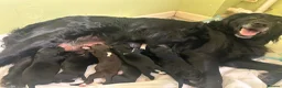 Mixed Breed dogs for sale: 4 puppies for sale  - Advert 1