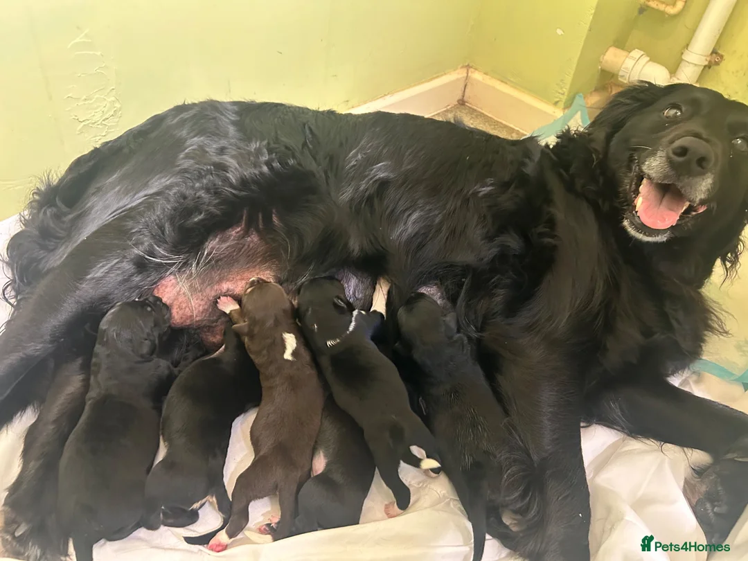 Mixed Breed dogs for sale: 4 puppies for sale  - Advert 1