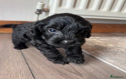 Cockapoo dogs for sale: 7 beautiful miniature cockapoos  - Image 5